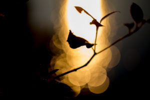 Ivy leaves against light, bokeh background Ivy leaves against light, bokeh background